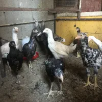 جوجه و مرغ و خروس لاری