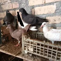 کبوترجوجه 4عدد