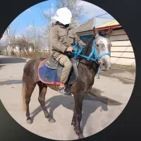اسب