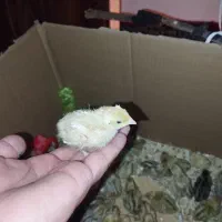 جوجه بلدرچین ژاپنی