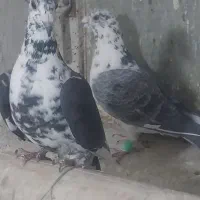 نرو ماده سینه سفید|پرنده|شیراز, کفترک|دیوار