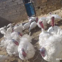 بوقلمون گوشتی با روش سنتی|حیوانات مزرعه|امام, |دیوار