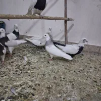 کبوتر|پرنده|قلقل رود, |دیوار