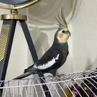 عروس هلندی نر