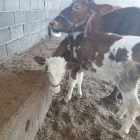 گاو جرسی شکم سوم با گوساله ماده سمینتال وابستن