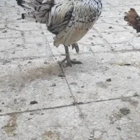 مرغ و خروس سبرایت مینیاتوری