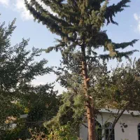 تهاتر خانه ویلایی باغ فول بازسازی با آپارتمان ونقد|فروش زمین و ملک کلنگی|تهران, تهرانپارس جنوبی|دیوار