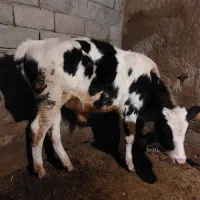 گوساله یکی نر هلشتاین یک ماده نژاد براون سوئیسی|حیوانات مزرعه|ارشق, |دیوار