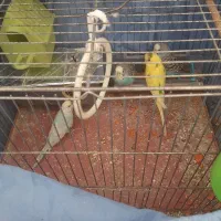 دو جفت مرغ عشق درجه ۱