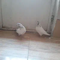 یه جفت کفتر کله دم سبز عطیقه|پرنده|ملایر, |دیوار