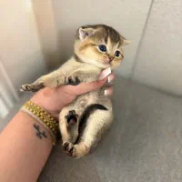 بریتیش سیلور و گلد|گربه|لاهیجان, شیشه گران|دیوار