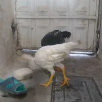 لاری مفت قیمت مناسب