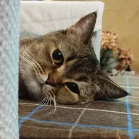 گربه نر بریتیش