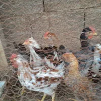 خروس|حیوانات مزرعه|اصفهان, ارغوانیه|دیوار