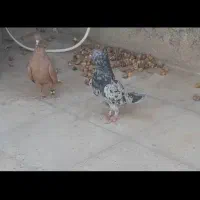 یک جفت کفتر|پرنده|بردسکن, |دیوار