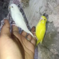 مرغ عشق چشم قرمز با جوجه|پرنده|ایرانشهر, |دیوار