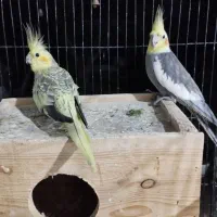 عروس هلندی|پرنده|تالش, هشتپر|دیوار