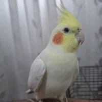 عروس هلندی جفت مولد لوتینو کاملارام دستی سخنگو