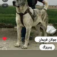توله خراسانی