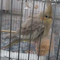 عروس هلندی