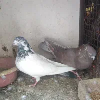 پرنده|پرنده|تهران, امام حسین|دیوار