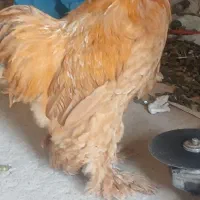 خروس چکمه پا|پرنده|گرمسار, |دیوار