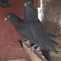 کبوتر کفتر خارجی انگلیسی ایرلندی رستاخیز|پرنده|تهران, شهید رجایی|دیوار