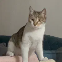 پیدا شدن گربه