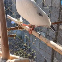 کبوتر پرشی|پرنده|خشکبیجار, |دیوار