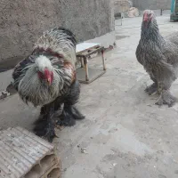 مرغ و خروس برهما