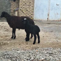 میش و بره|حیوانات مزرعه|رفسنجان, |دیوار