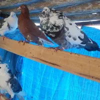 کفتر پرشی|پرنده|کهریزک, |دیوار