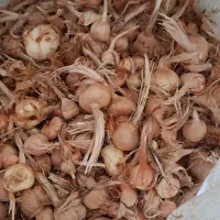 پیاز زعفران قائنات