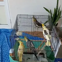 عروس هلندی با جوجه