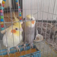 عروس هلندی معاوضه با جوجه عروس|پرنده|مزرعه کتول, |دیوار