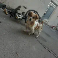 سگ پاکوتاه|سگ|بستان آباد, |دیوار