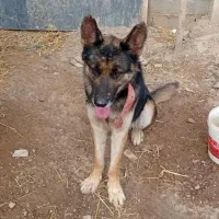 سگ ژرمن شپرد