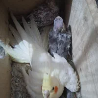 جوجه عروس هلنی|پرنده|سلمان‌شهر, |دیوار