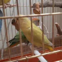 طوطی برزیلی|پرنده|تهران, جنتآباد مرکزی|دیوار