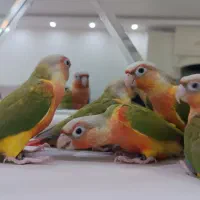 گرینچیک عروس کتوله راهب ملنگو