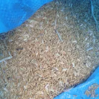 فروش 6تن چلتوک و برنج پاکوتاه کامفیروز ی