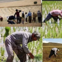 کار برنج و دسکنه