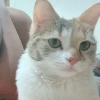 پت خانگی(گربه ۸ماهه)|گربه|خمینیشهر, |دیوار