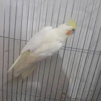 عروس هلندی|پرنده|بروجرد, |دیوار