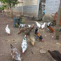 مرغ خروس گلین بصورت جفت مرغ خروس آمریکای
