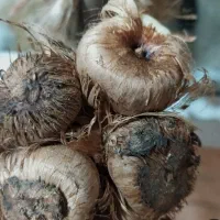 پیاز زعفران ۴تن فوروشی فوری کیلو۱۲۵