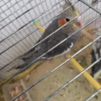 ۶ عدد طوطی عروس هلندی|پرنده|شوشتر, |دیوار