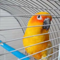 طوطی کانور خورشیدی|پرنده|اردبیل, |دیوار