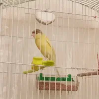 قناری ماده. فنچ بنگالی