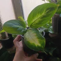 فیلندرون|گل و گیاه طبیعی|اهواز, فاز ۱ پادادشهر|دیوار